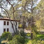 Alp Lavanta *
